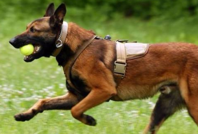 马犬的6大缺点，网友：就算想养也不敢养啊