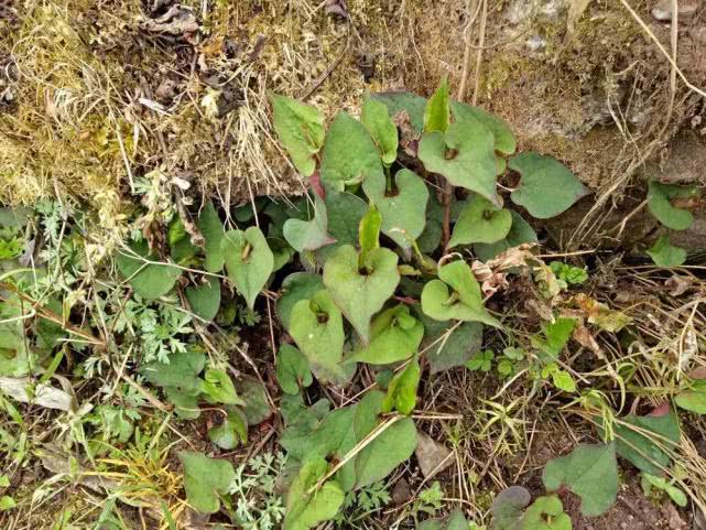 臭荞麦功效与作用-我的快乐小窝