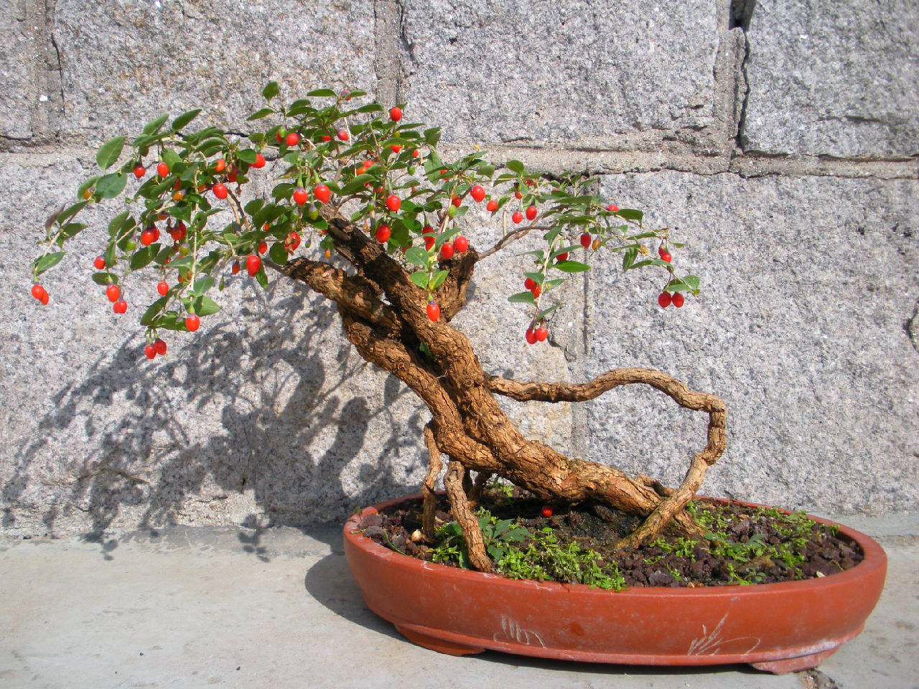 农村一种植物枸杞,它的价值有哪些?