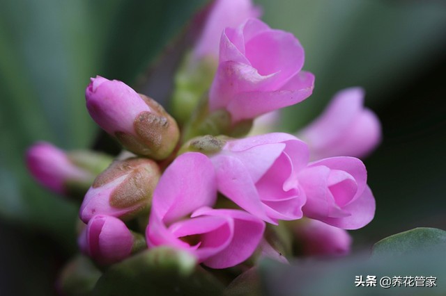 巖白菜的功效與作用(複方巖白菜的功效與作用) - 上海苗木信息網