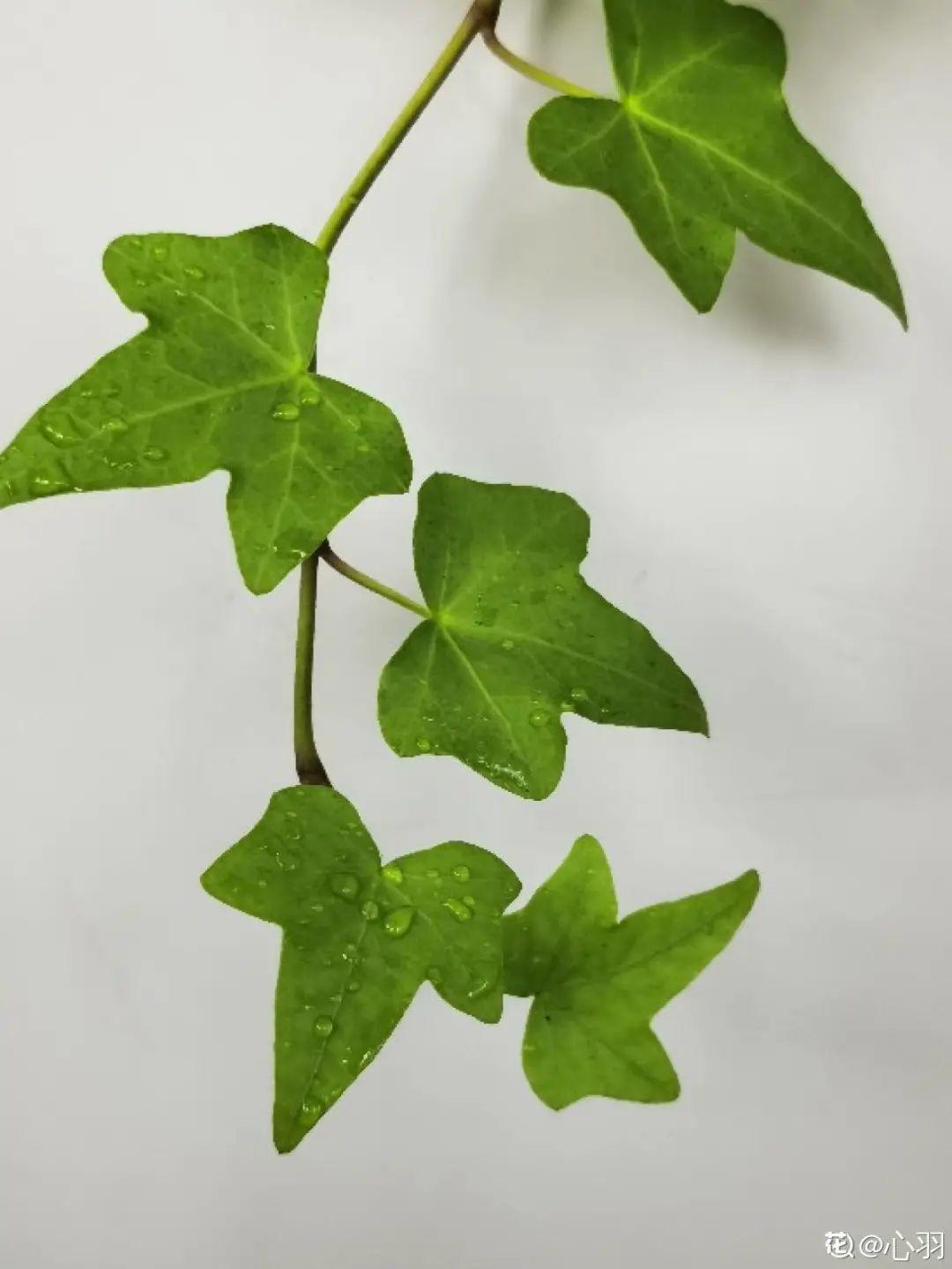 6种花特耐阴,光照不好也能养好,适合北阳台
