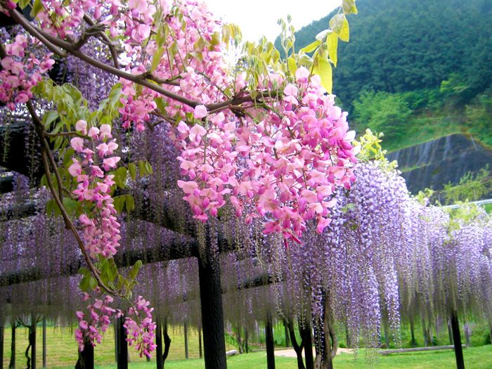 紫藤品种介绍集锦,你喜欢的是哪一种?