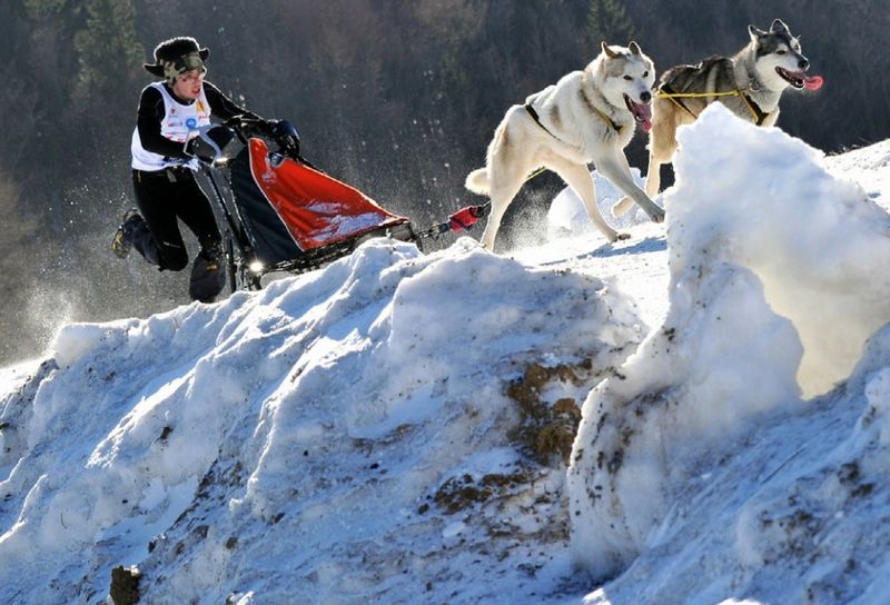 原来哈士奇可以这么帅？雪地竞赛中的它们，不是军犬胜似军犬！