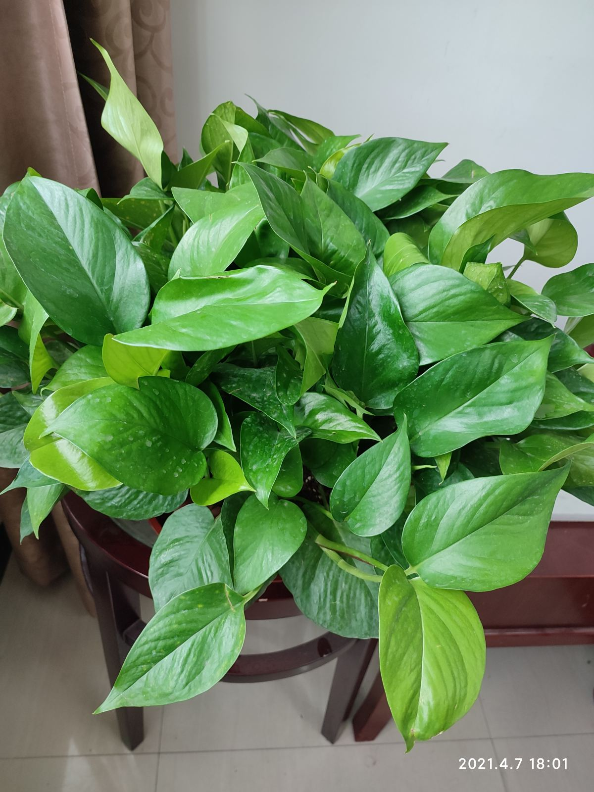 卧室放3类盆栽植物，改善空气，平时睡觉更舒心