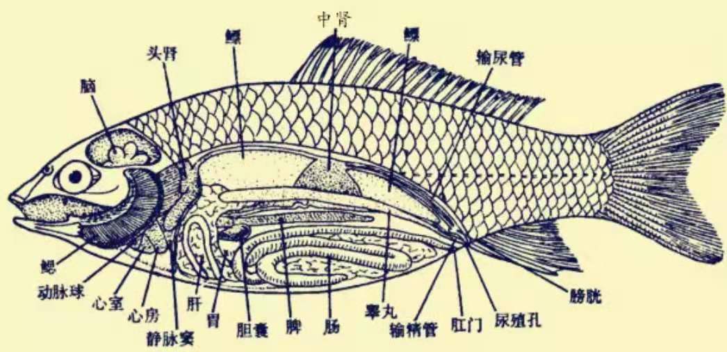 鱼有没有心脏在哪里（鱼的心脏对鱼的重要性）