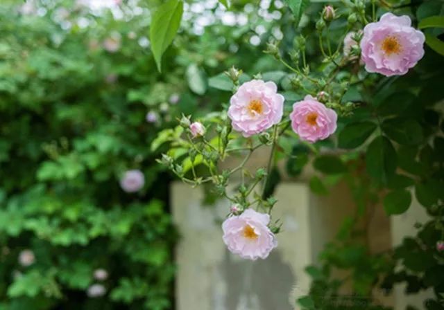 愿有一方小院，静看繁花盛开