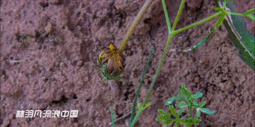 如何拍摄延时摄影视频，延时视频后期制作详细流程