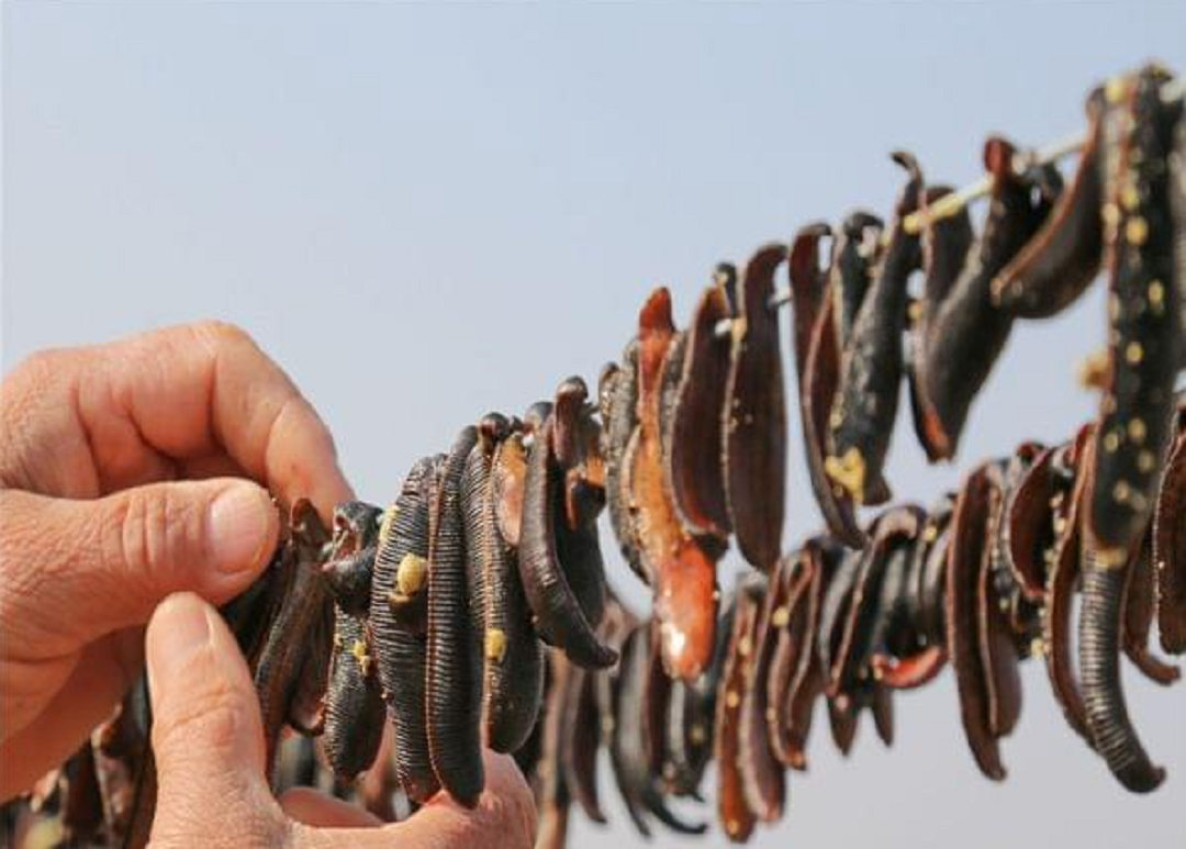 若不小心把水蛭吃进肚子,它会在人体内长期存活,继续吸血吗?