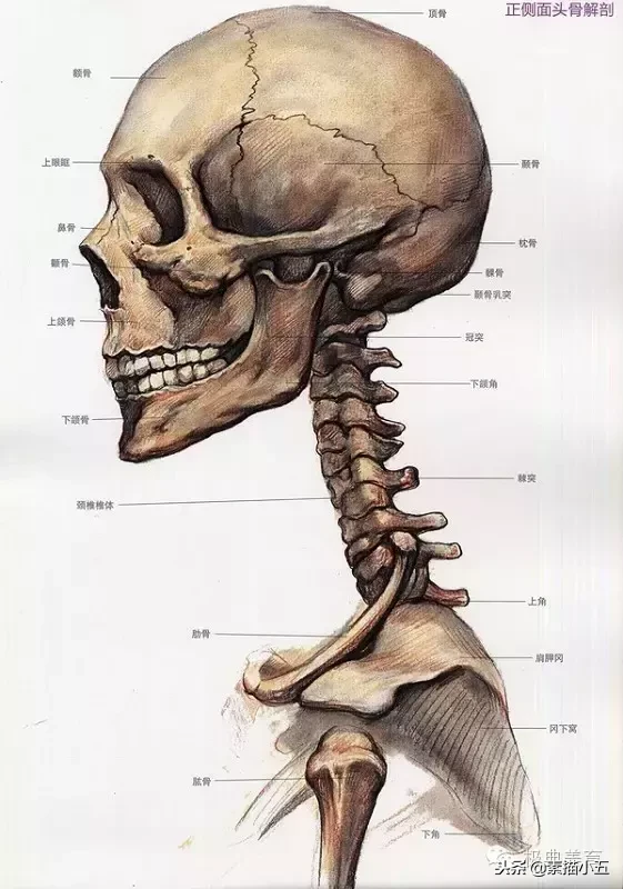 画好头像素描的内功秘籍