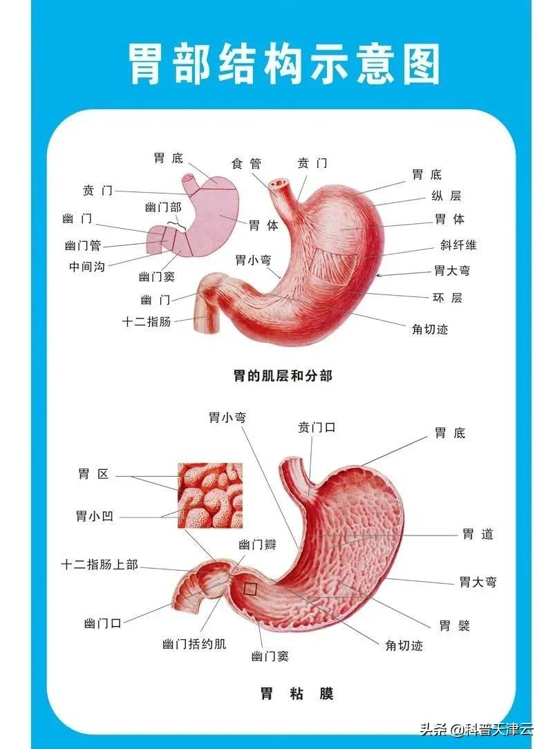 如何识别致命性胃出血的早期征兆