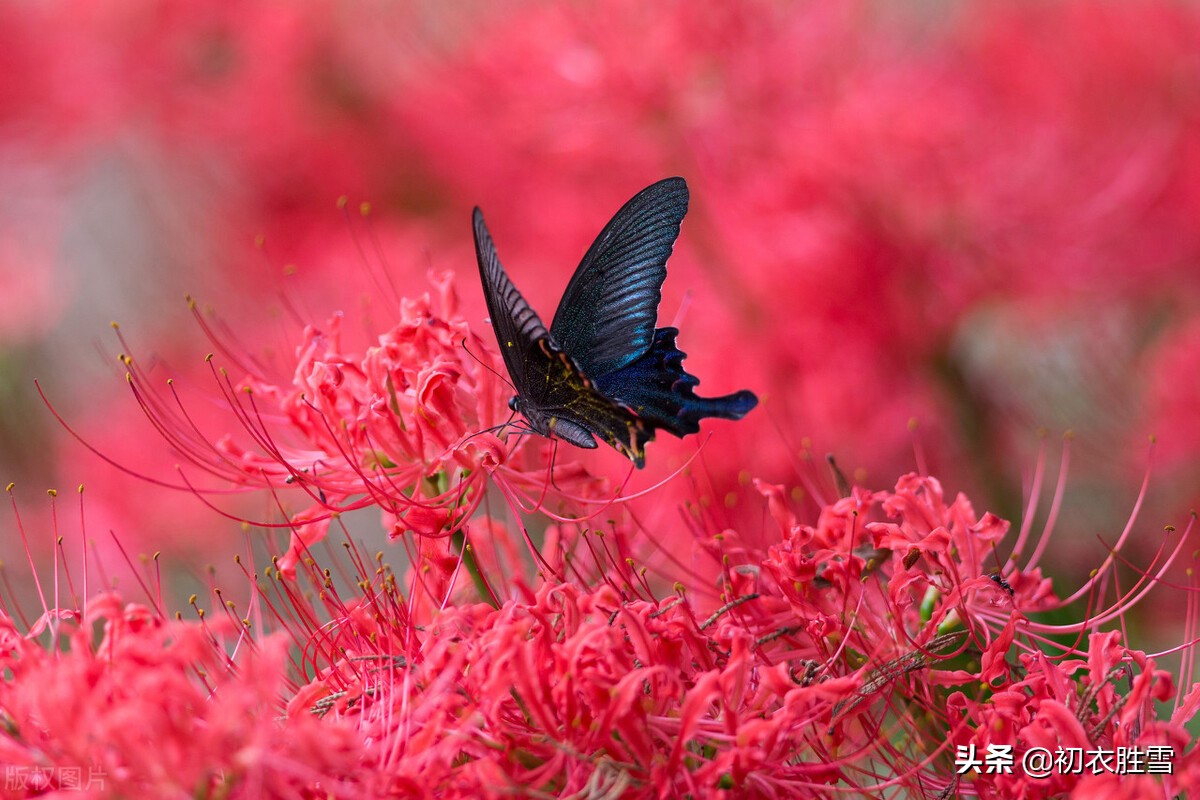 诗意秋草红花三首，满地红心草，凄美彼岸花