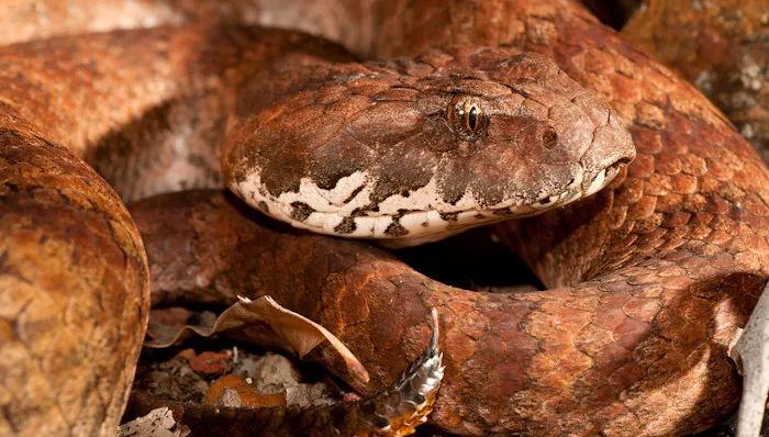 死亡蛇图片大全(世界上攻击速度最快的毒蛇介绍)