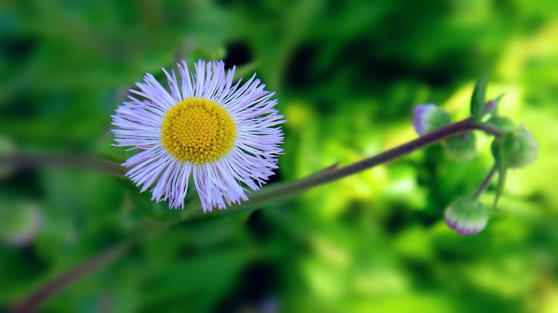 从梅兰竹菊,看人生四种状态