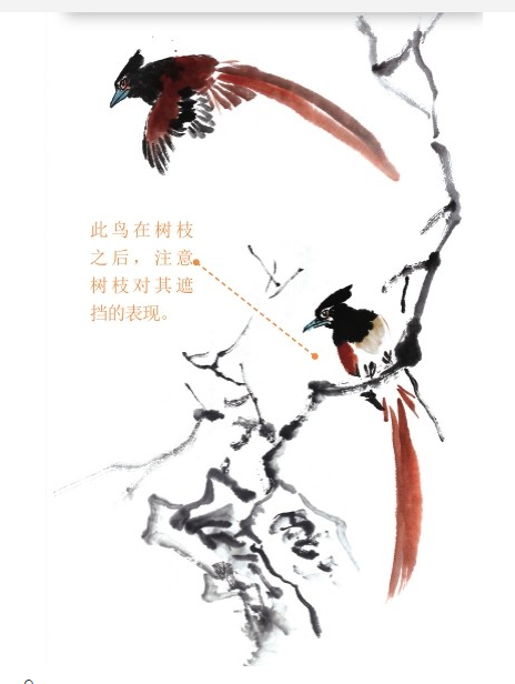 无师自通绶带鸟作品双寿图的创作步骤