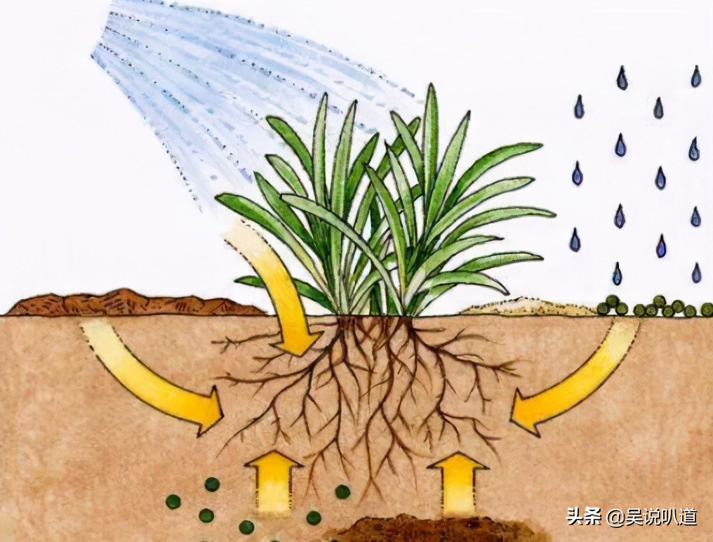 植物根的作用（根是植物的重要组成部分之一）