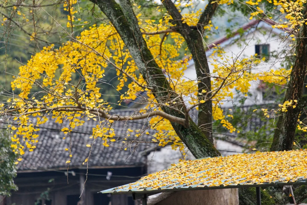 太美了!10个愈秋愈美的小众旅行地,错过只能再等一年