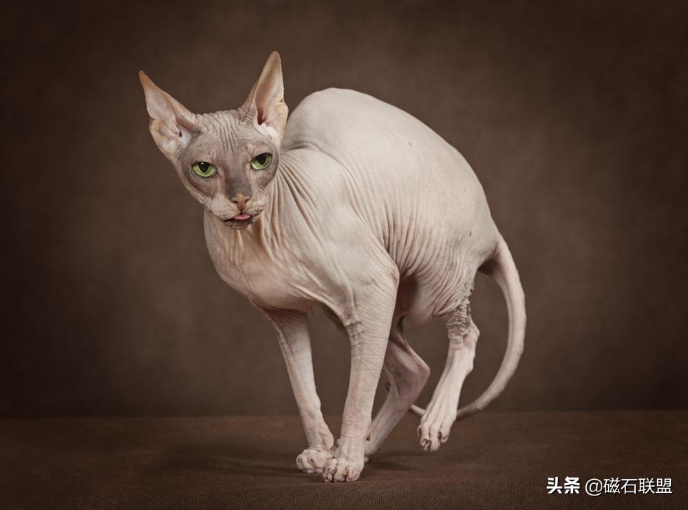 比鲁斯是什么猫,比鲁斯猫大概多钱一只