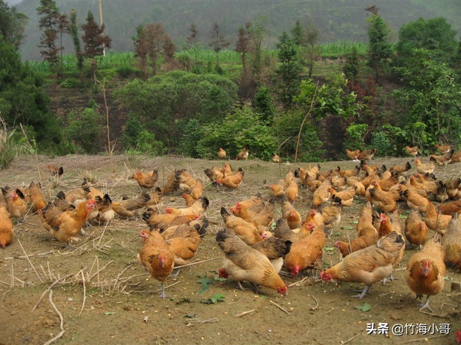 农村养殖培训班，土鸡养殖给大家交流