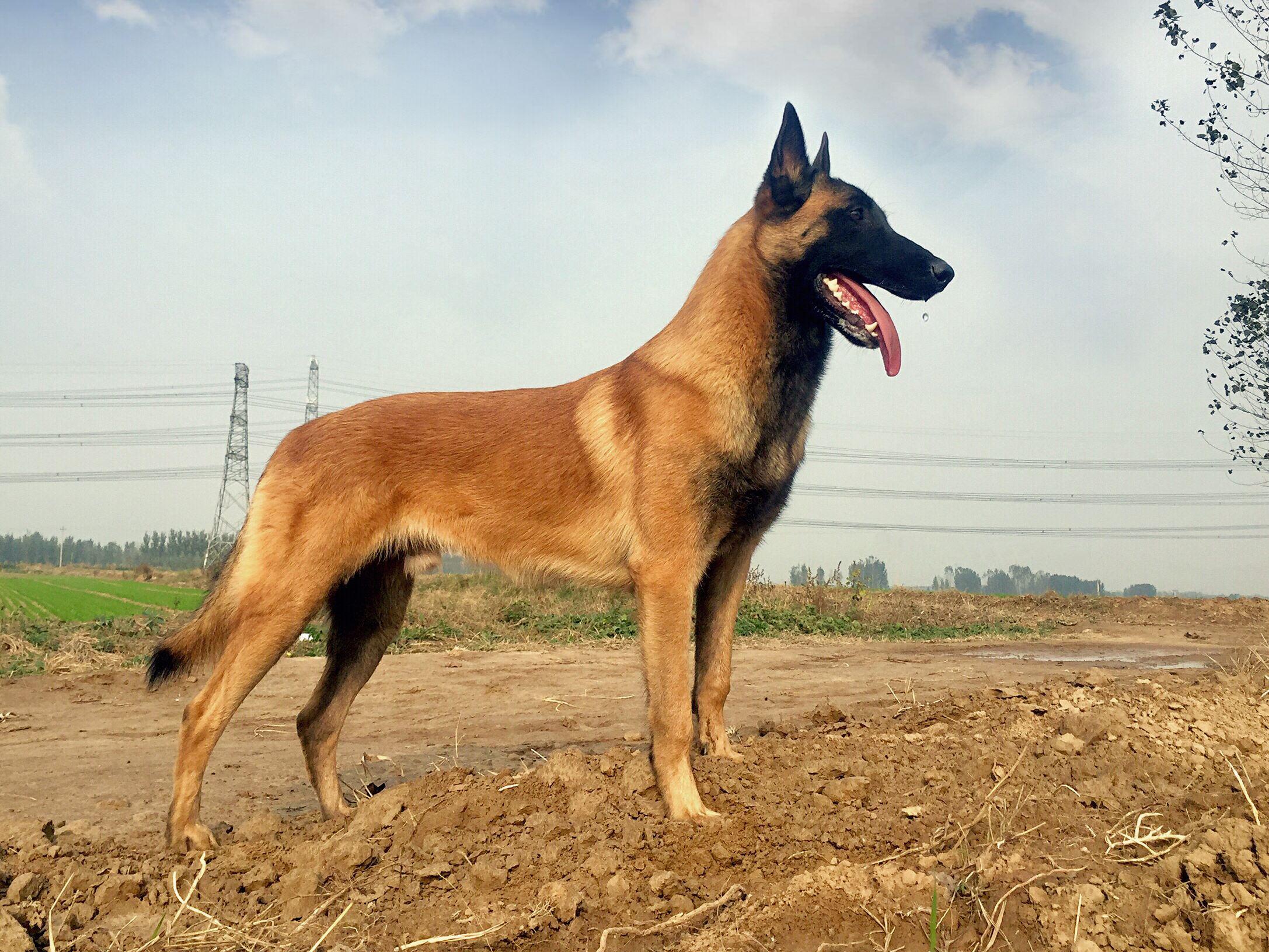 狼狗,许多人都非常熟悉的一个名词,也叫做狼犬,是犬众多品种当中的