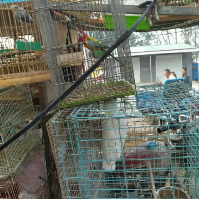 鸟市蓝眼葵花鹦鹉，仅卖6千元可惜一只脚，大家说要不要买？