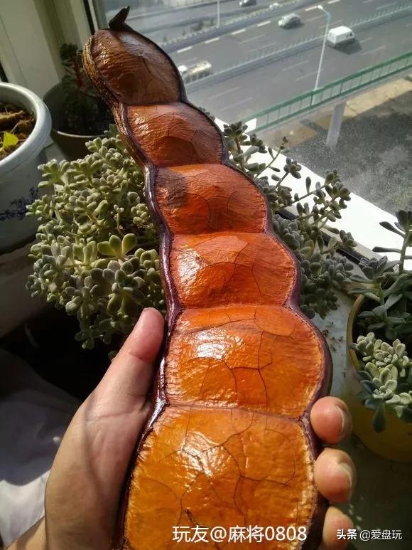 平安豆是什么种子,如何分辨真假平安豆