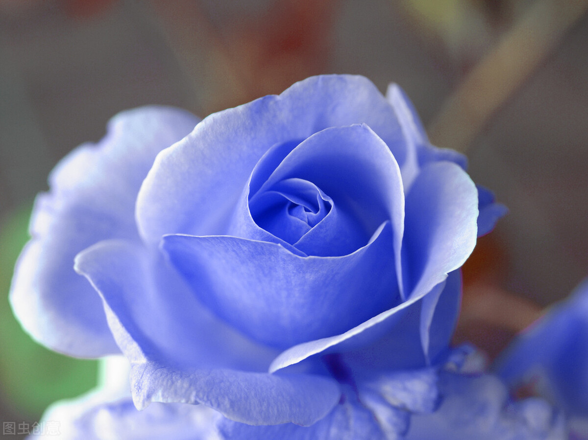 送玫瑰花代表什么意思(送玫瑰花代表什么意思?送几朵是什么意思?