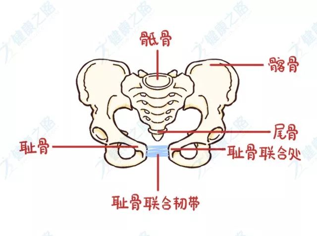 风靡妈妈圈的“骨盆修复”到底是个啥？管不管用？