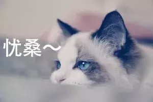 为什么布偶猫价格那么贵?新手铲屎官适合养布偶吗?