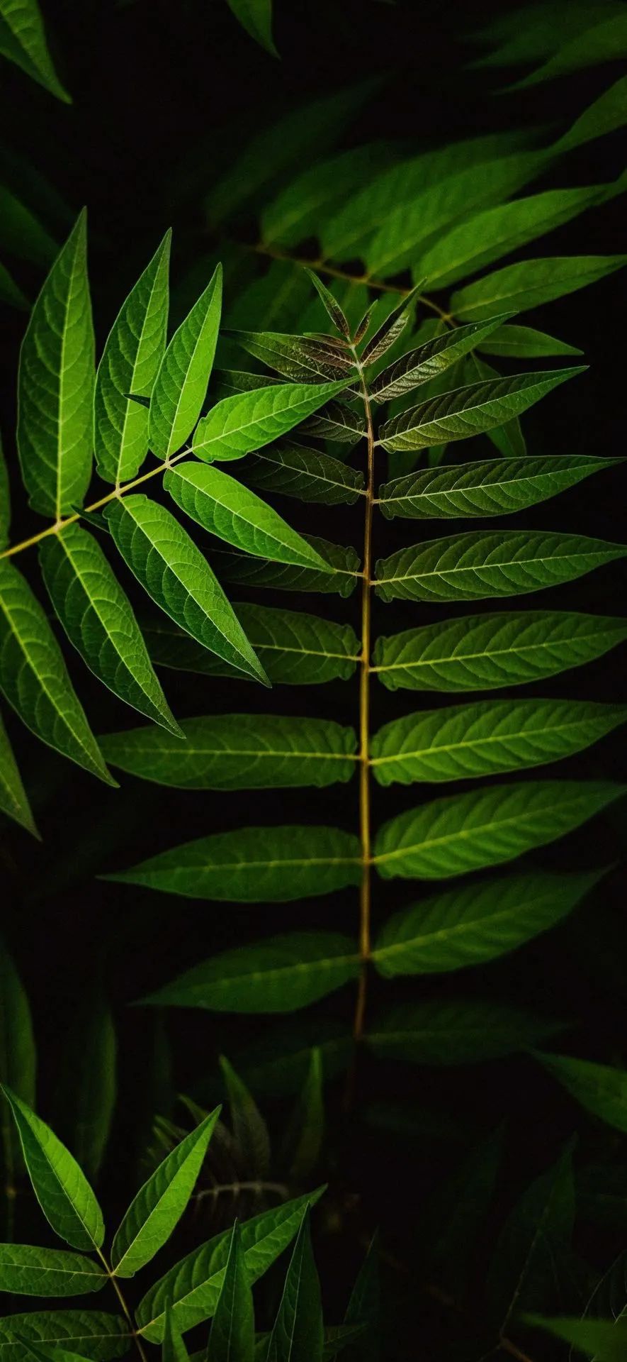 抖音热门高清全面屏手机壁纸精选