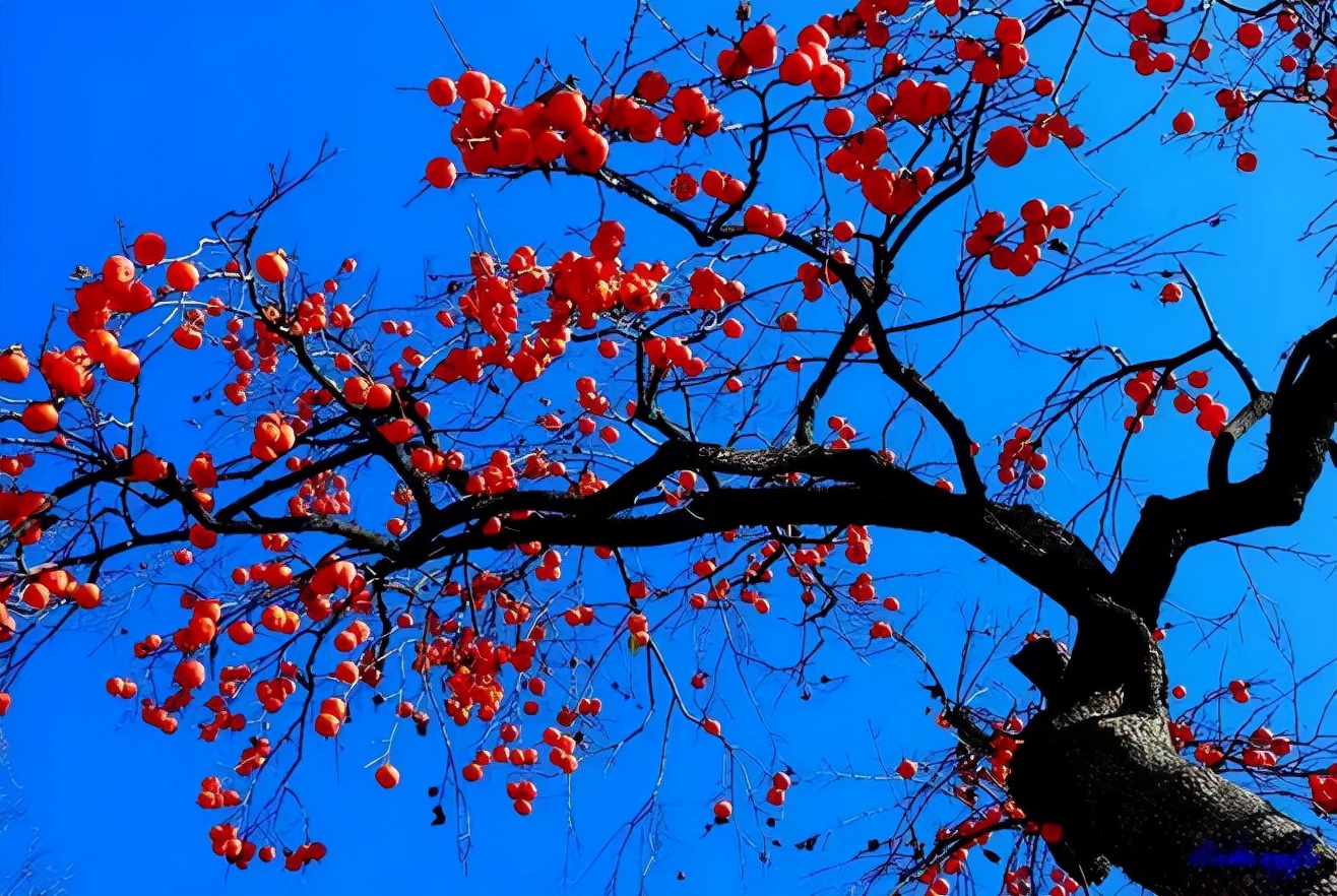 关于秋收果实的说说配图「文案」 _qq说说网