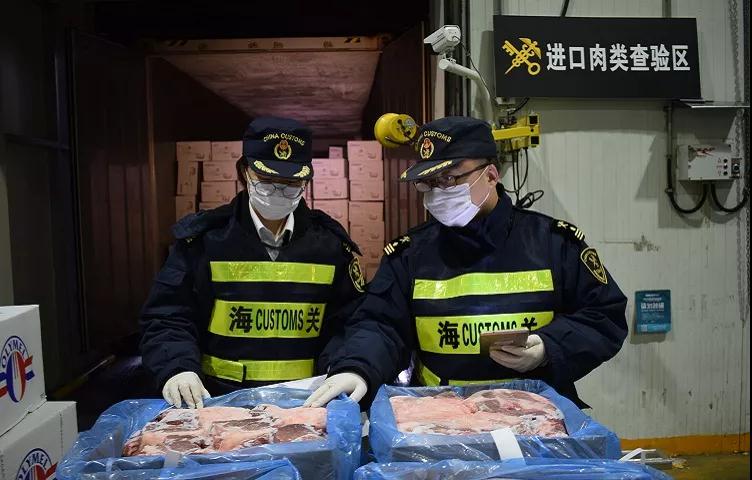 日本福岛隔离区，出现新型放射性杂交野猪，对人类有哪些危害？