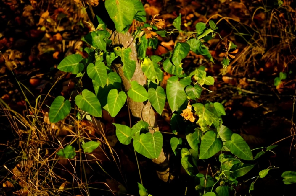 夏至草简介（几种农村常见的草药详细介绍）