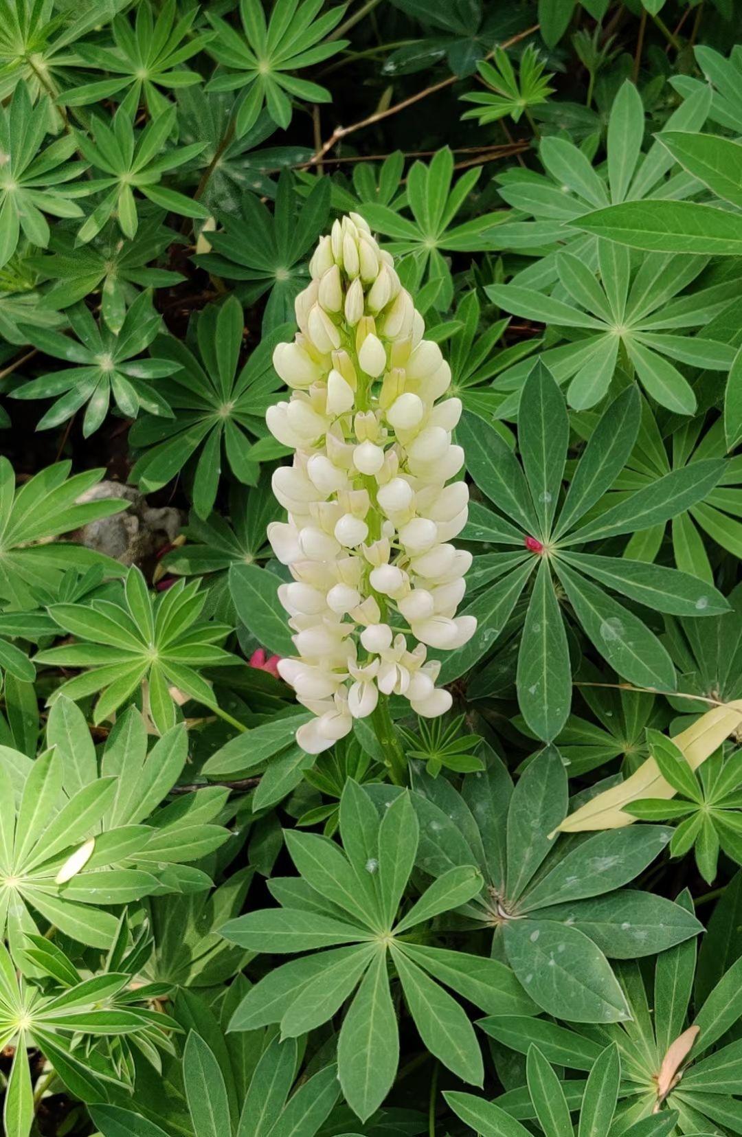 花种类介绍大全（常见花图文并茂非常详细）