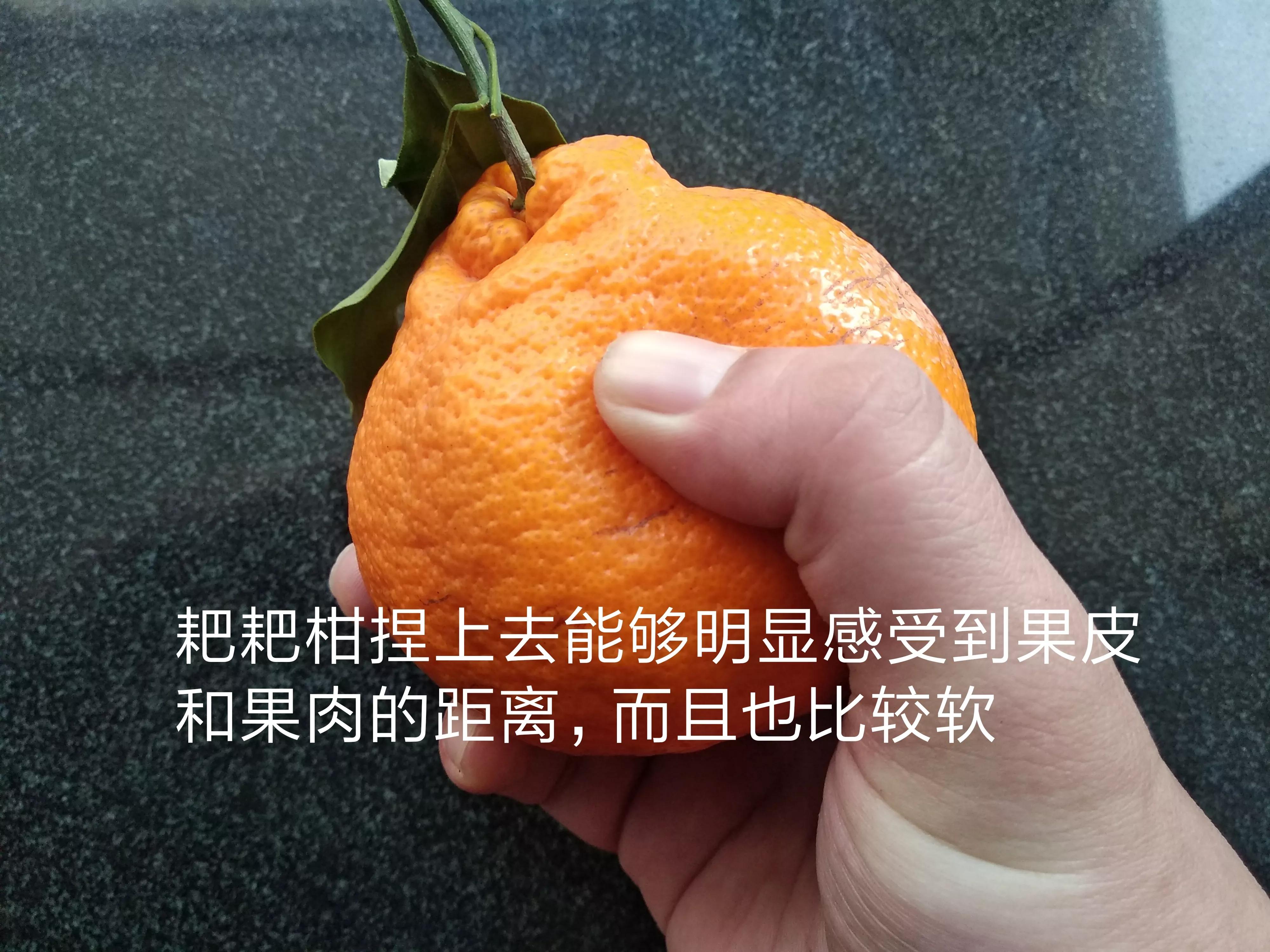 丑橘和粑粑柑哪个好吃（味道口感差不少学会可别乱买了）