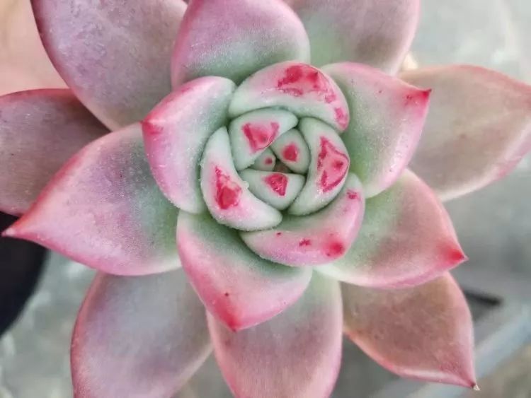 爱机车，爱多肉，宝妈花姐的诗和远方