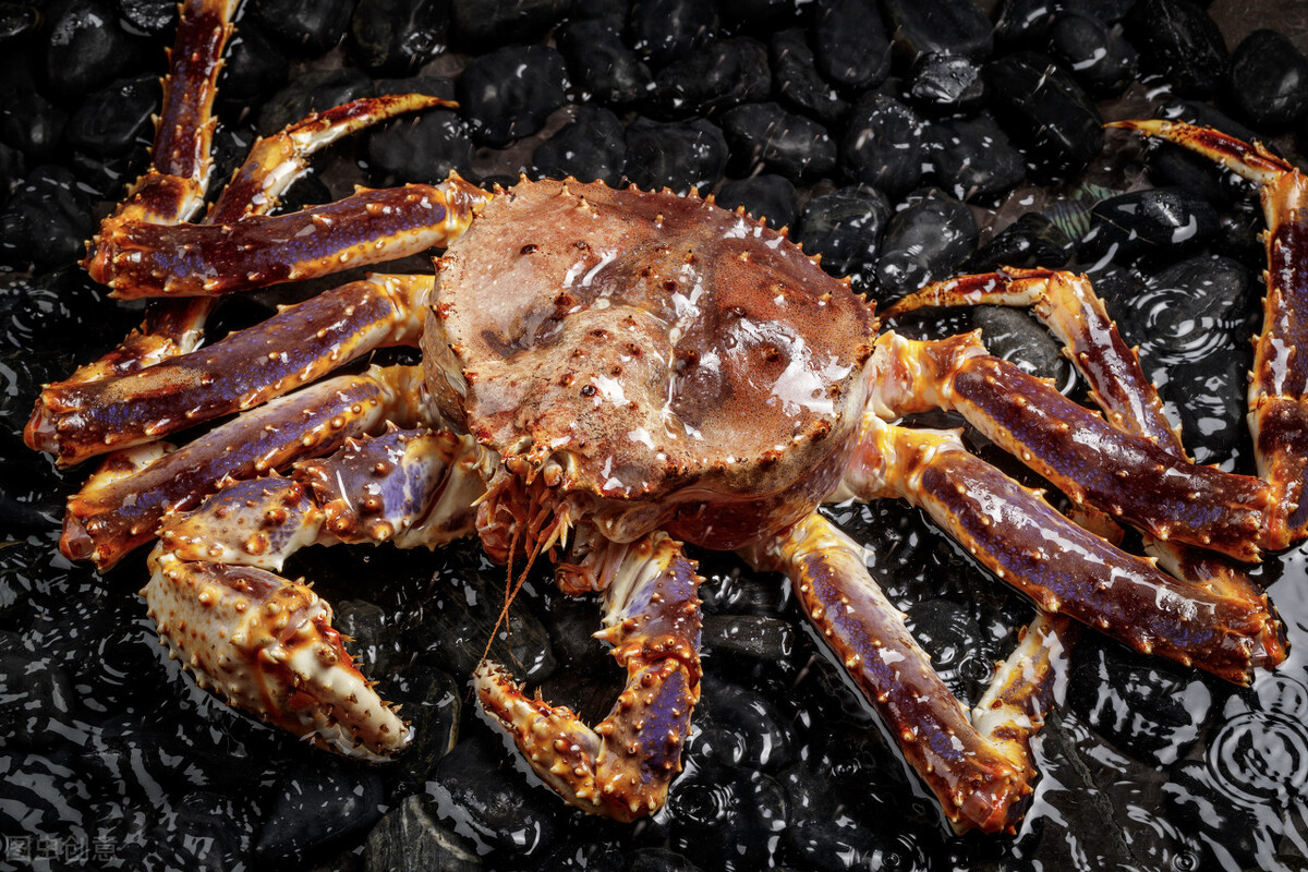 帝王蟹的骗局：入侵物种危害极大，却成天价美食，科学家担忧1事