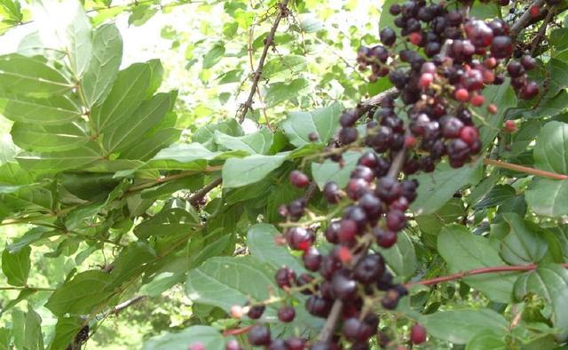 农村常见5种植物，却全都含“剧毒”，有人常常吃，遇到要警惕
