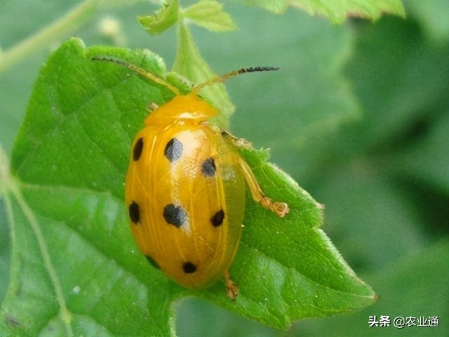 七星瓢虫是益虫吗（瓢虫种类知多少利害一定要清楚）