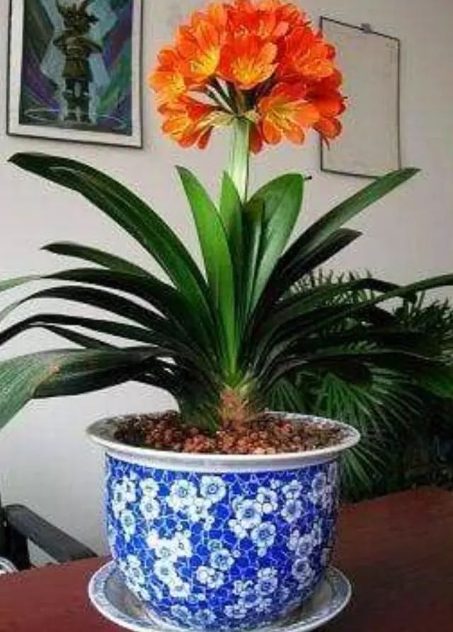 翩翩的君子君子兰的盛花期在元旦到春节期间,象征着一家人团圆美满,将