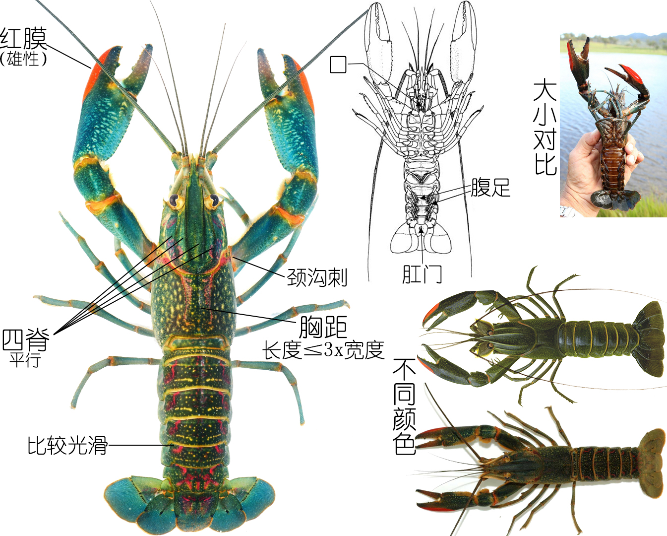 全面正确认识小龙虾