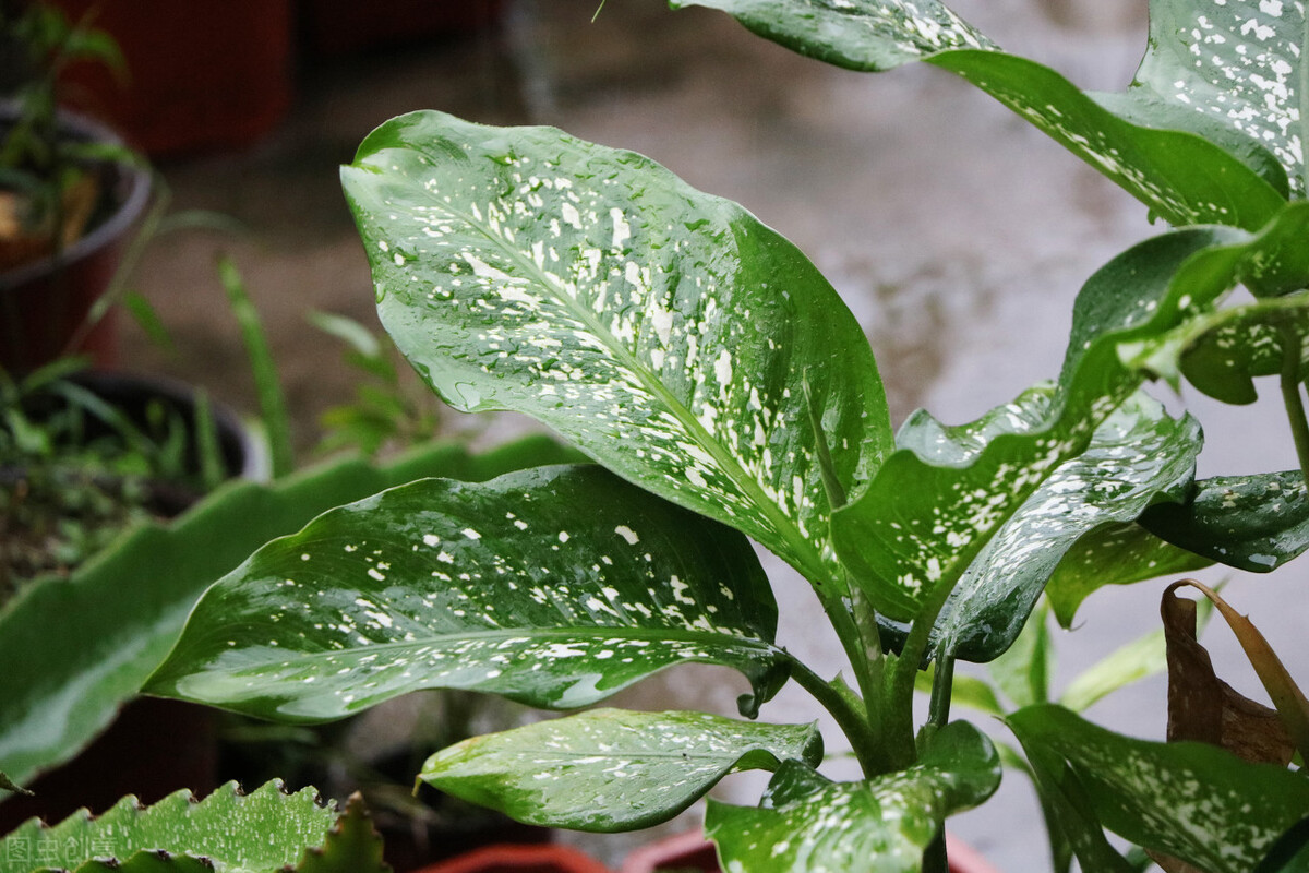 100种适合室内种植的花卉植物,颜值高、易打理,慢慢观赏慢慢看