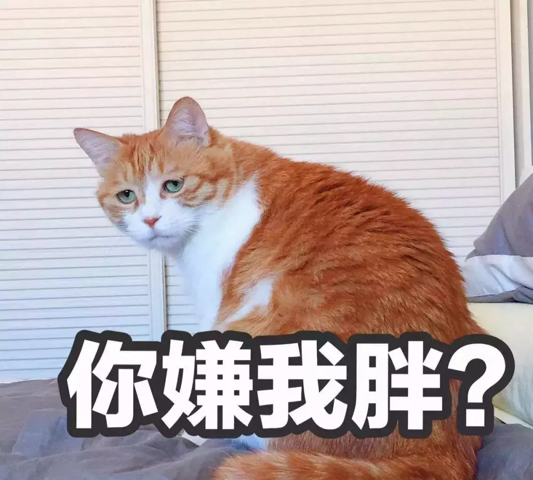 猫喝牛奶行吗（牛奶对猫的营养功效及推荐）