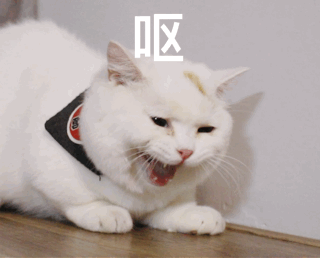 猫吐了白色黏液或泡沫吃什么药（猫吐白沫子的3个原因）