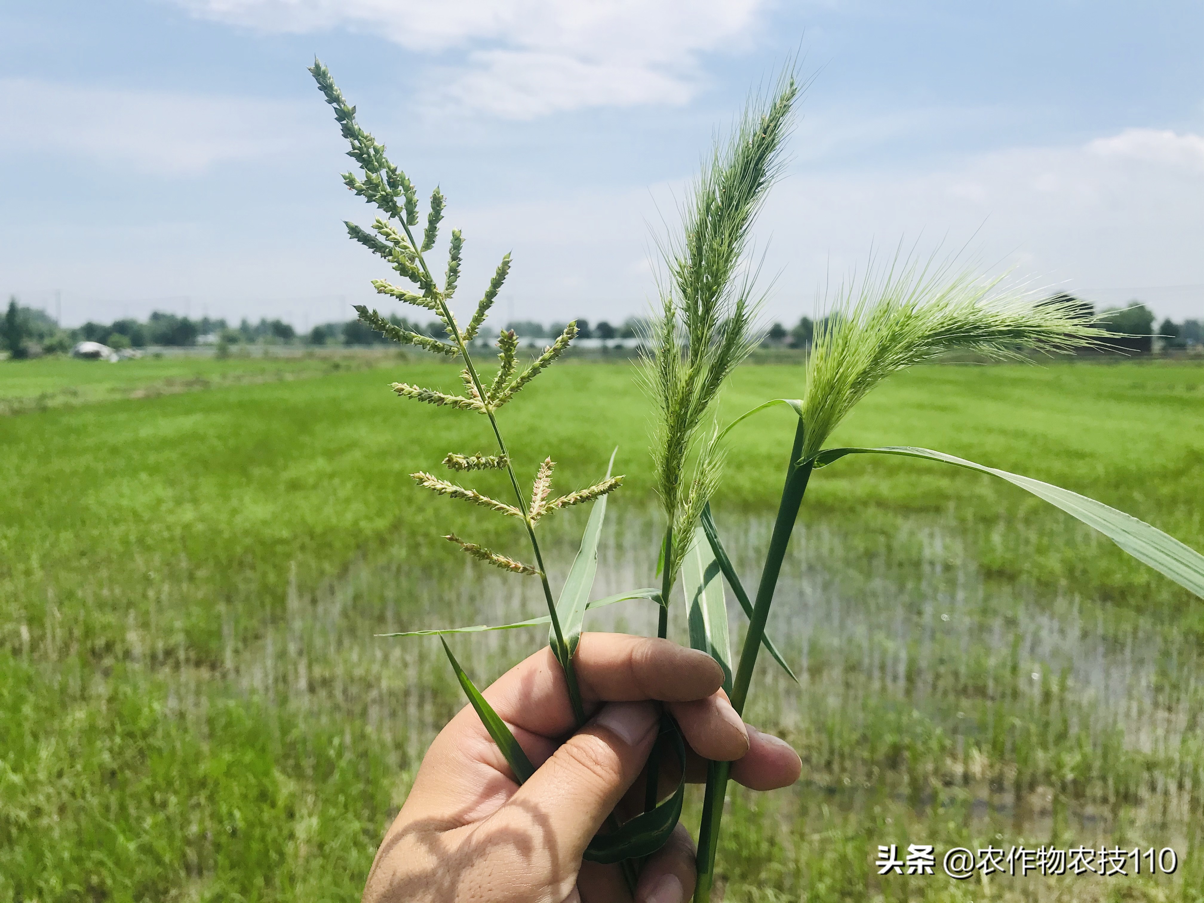 夏至后，抢抓降雨间隙做好水稻除草，如何施药才能高效？