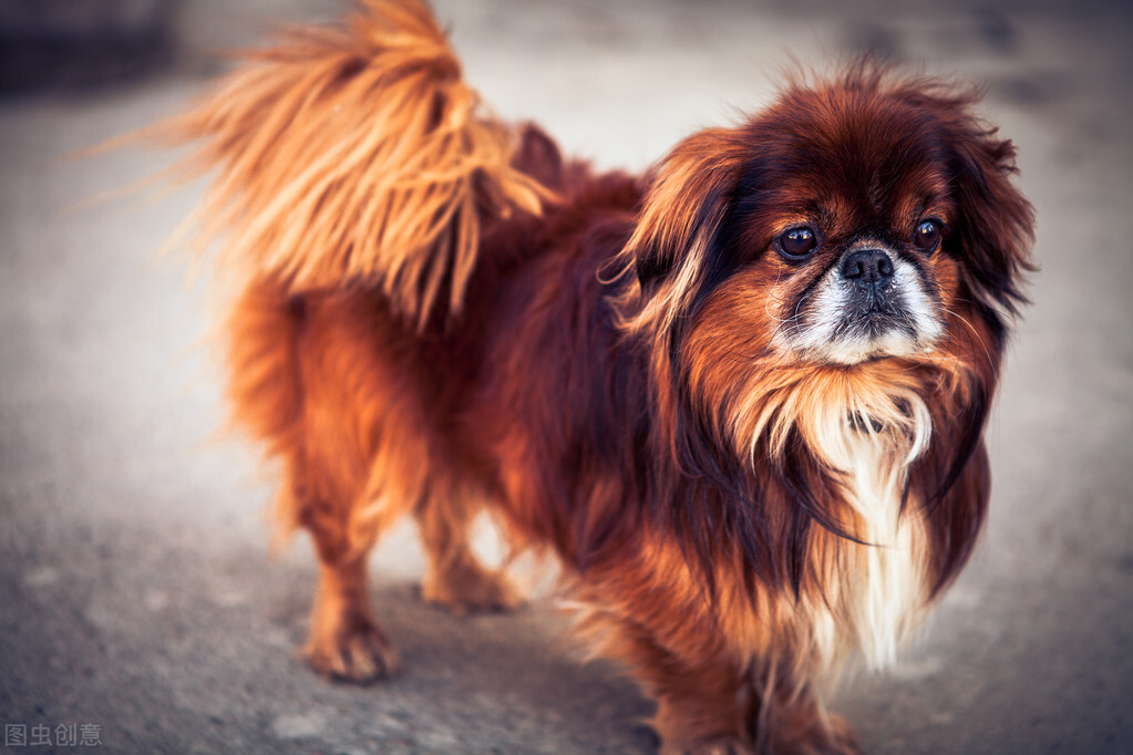 曾经享尽荣华富贵的皇家御犬——京巴犬 挑选饲养护理方法等全介绍