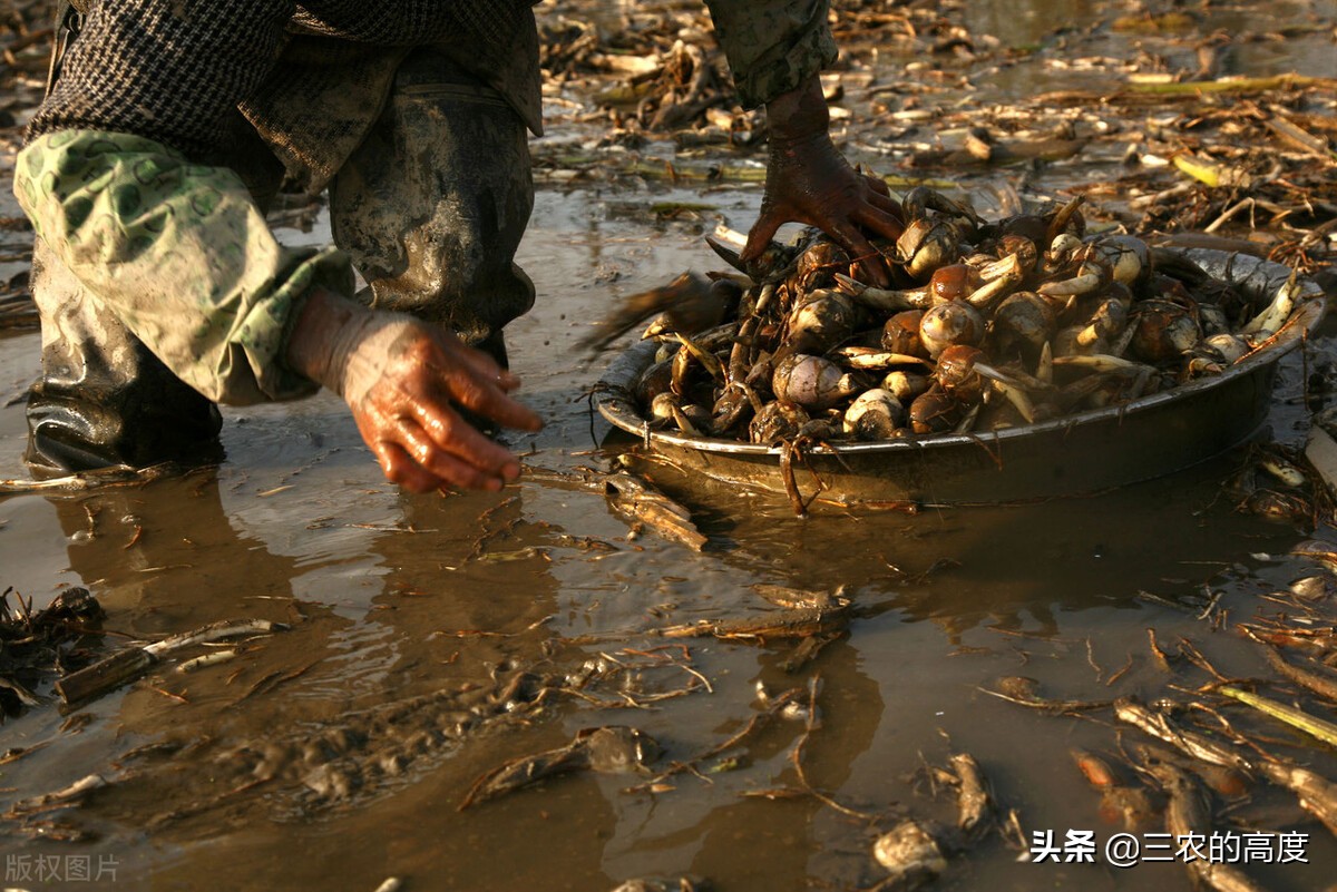 乡野间的“野菜”一年四季都有，但你不一定认识，看你吃过几种？