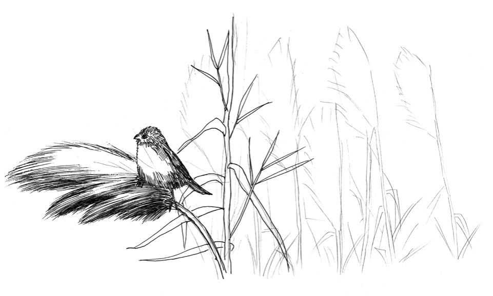 听说你不会画芦苇钢笔画，视界教你画芦苇，简单易学，快来临摹