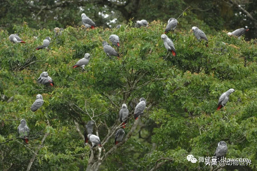 非洲灰鹦鹉图片（最聪明的鸟类之非洲灰鹦鹉介绍）