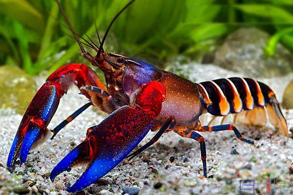 恶魔鳌虾:市面比较少见,双鳌短小,头部厚重,甚至显得有些笨重,颜色