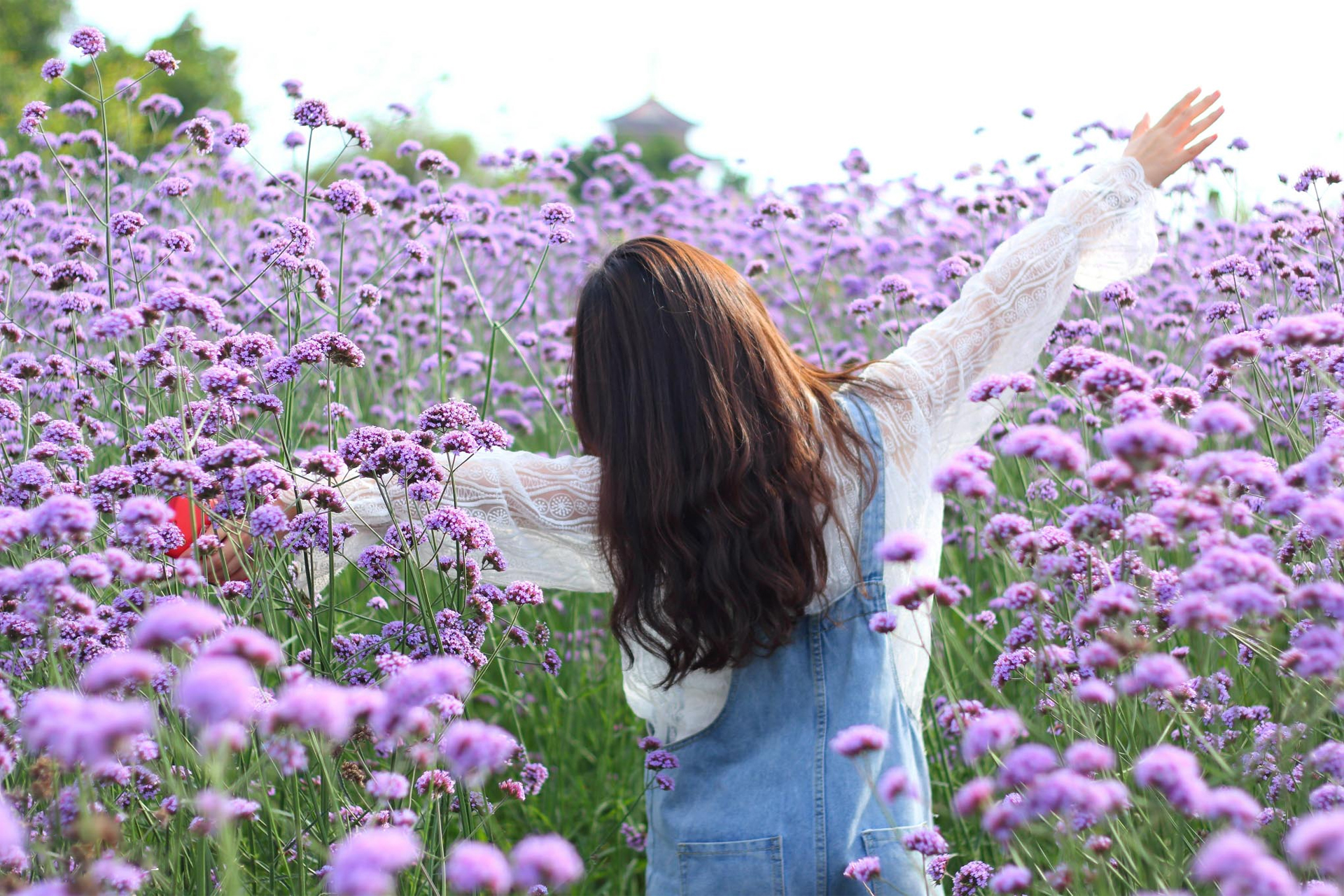 重庆的6月是属于紫色的季节，15片梦幻紫色花海，并非网红薰衣草